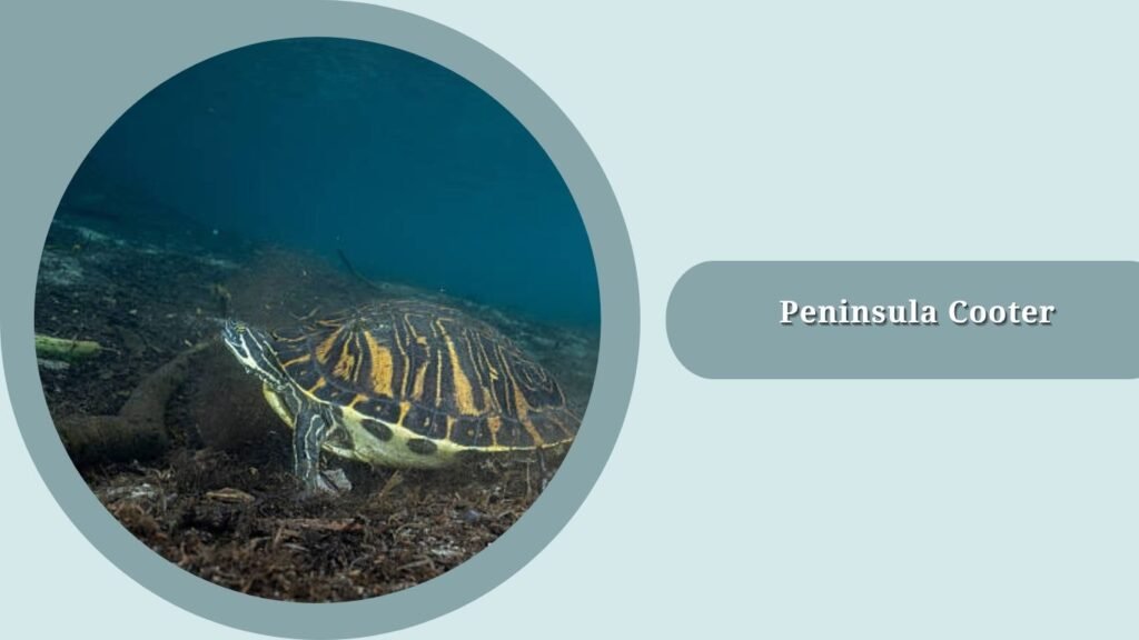  Peninsula Cooter
