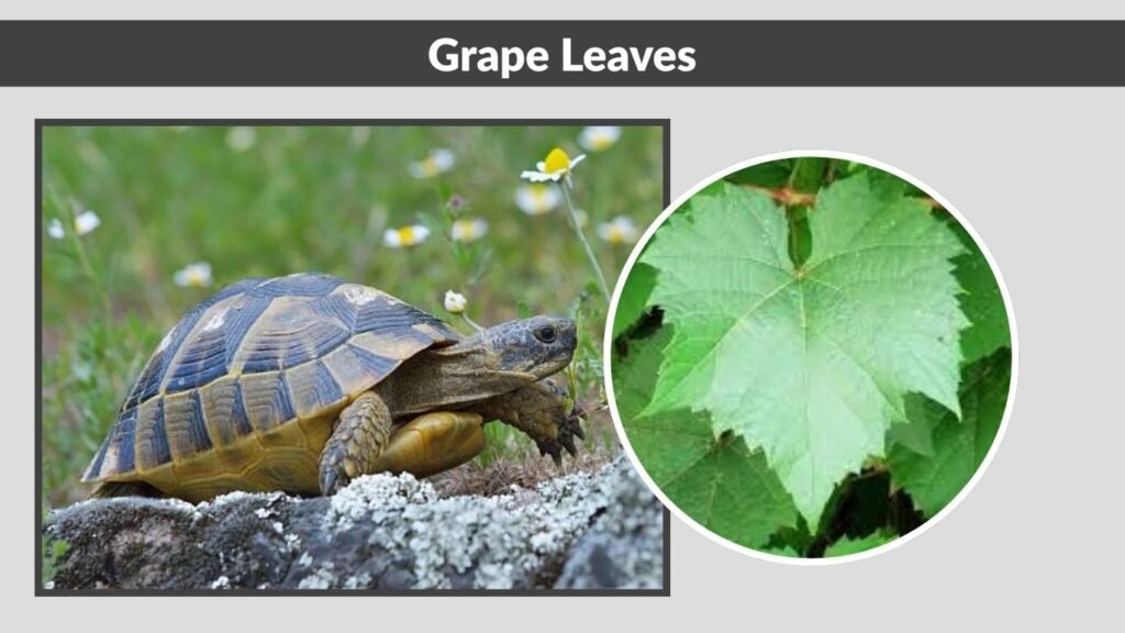 Grape Leaves