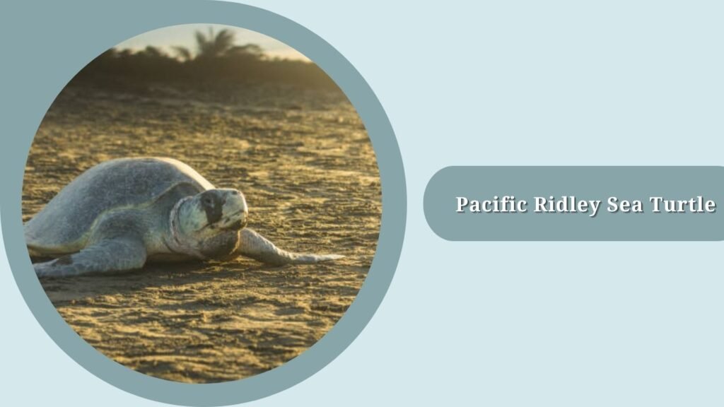  Pacific Ridley Sea Turtle