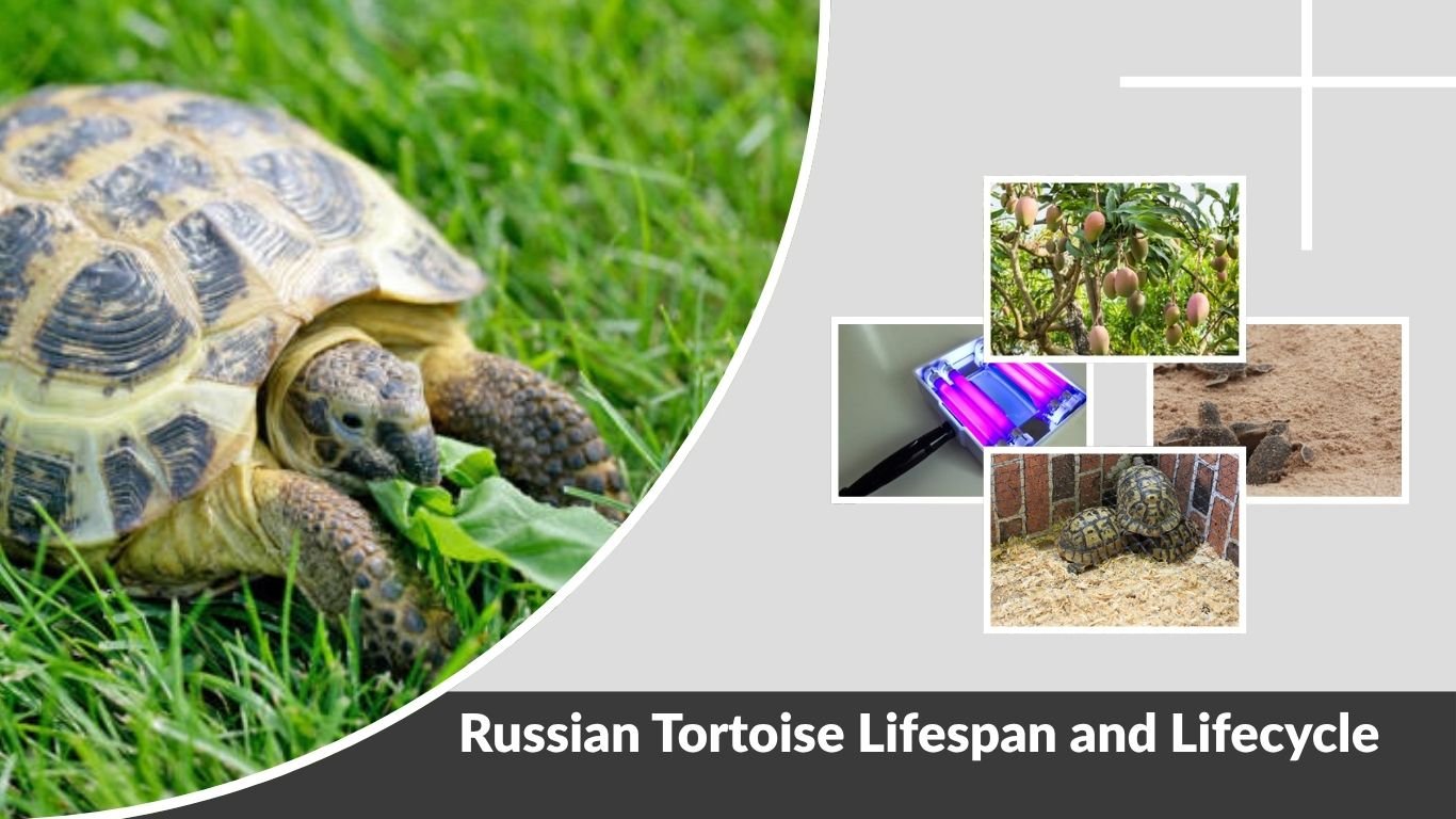 Russian Tortoise Lifespan and Lifecycle Complete Guide