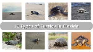 11 Types of Turtles in Florida