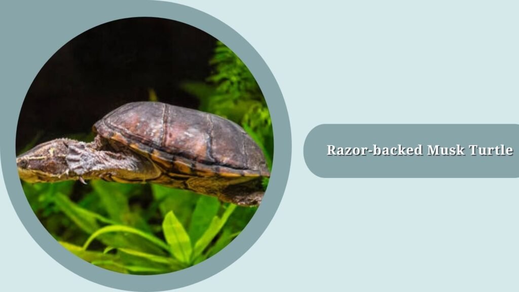 Razor-backed Musk Turtle