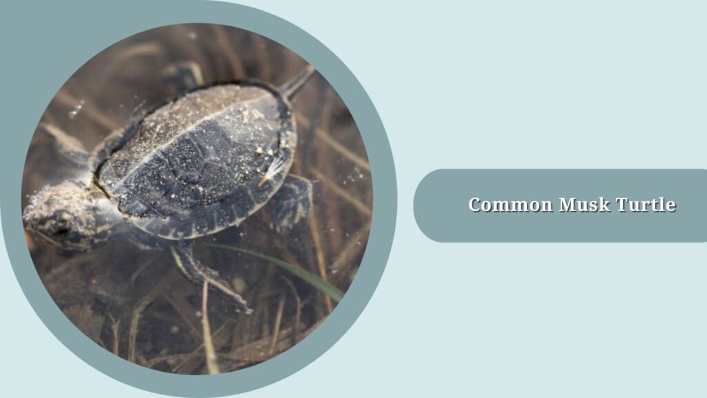 Common Musk Turtle