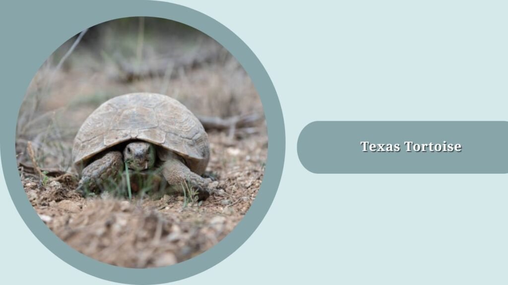 Texas Tortoise