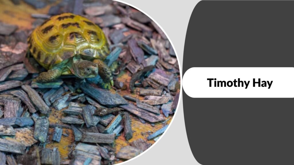  Timothy Hay