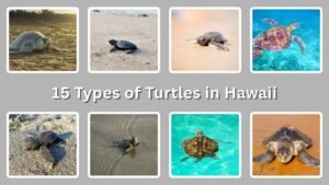 15 Types of Turtles in Hawaii: Identification With Pictures 
