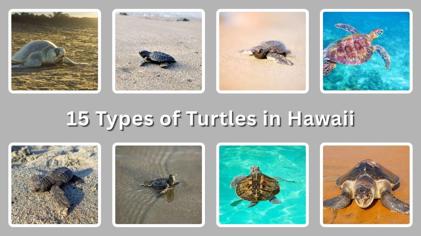 15 Types of Turtles in Hawaii: Identification With Pictures 