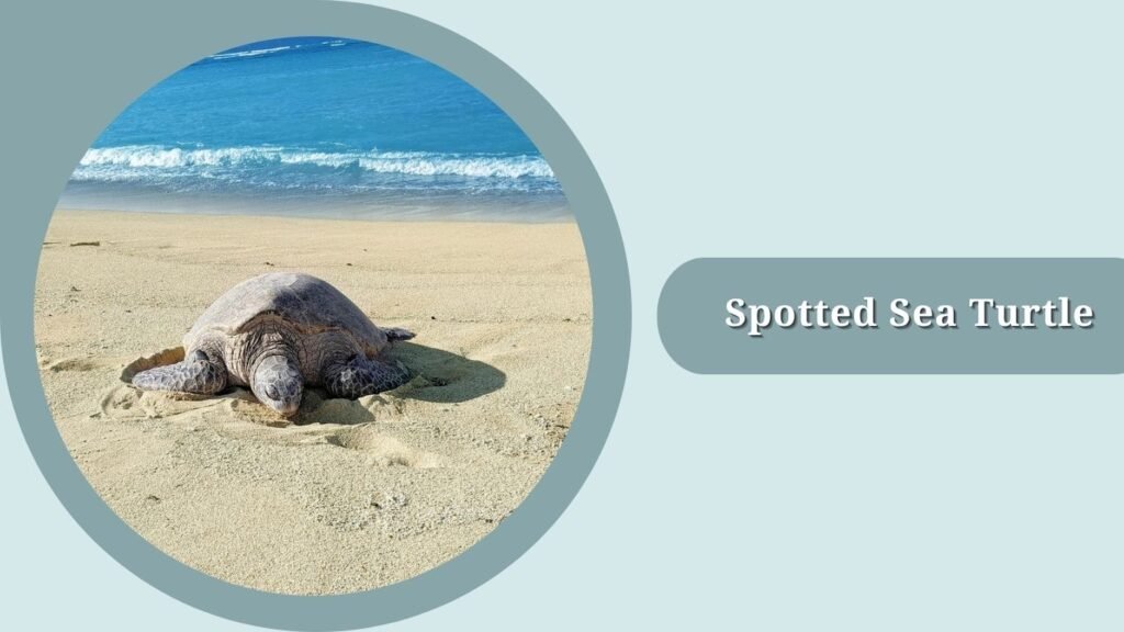 Spotted Sea Turtle