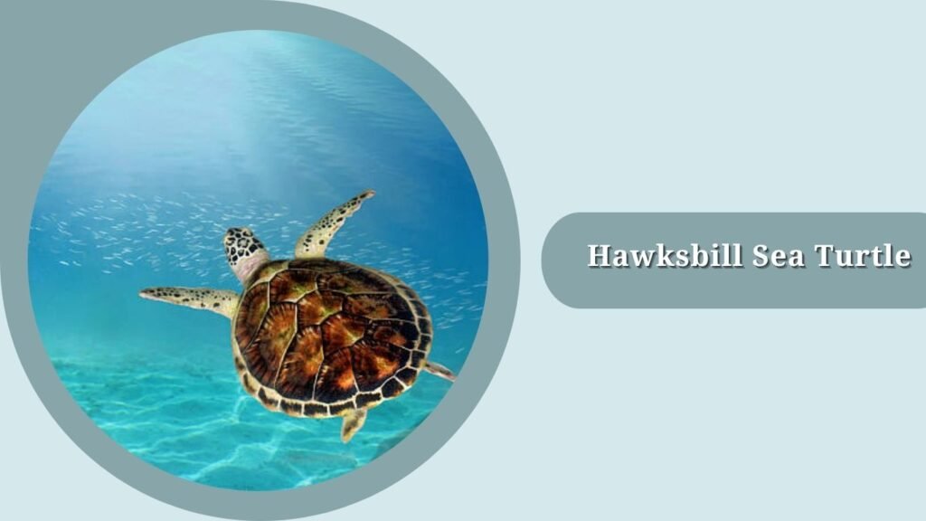 Hawksbill Sea Turtle