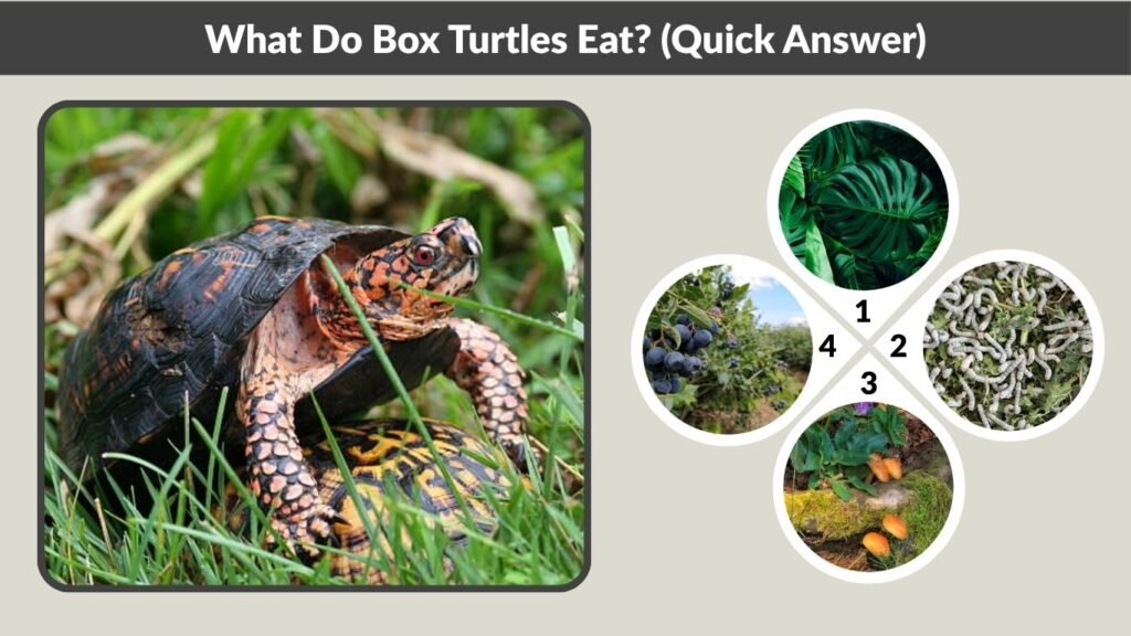 What Do Box Turtles Eat? (Quick Answer)