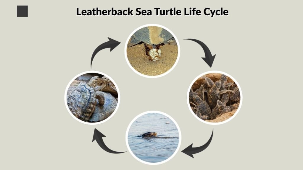 Leatherback Sea Turtle Life Cycle