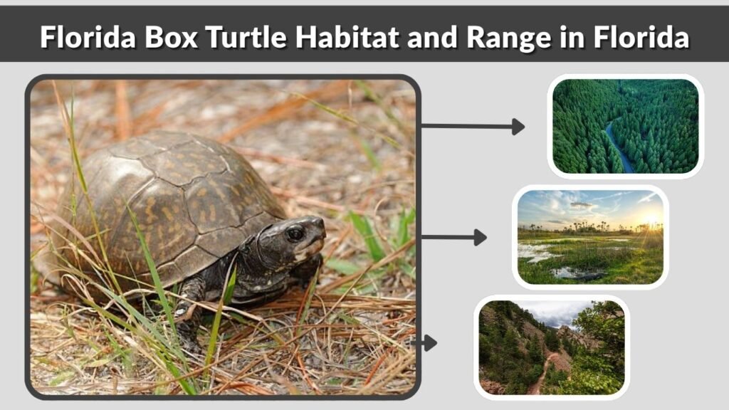 Florida Box Turtle Habitat and Range in Florida