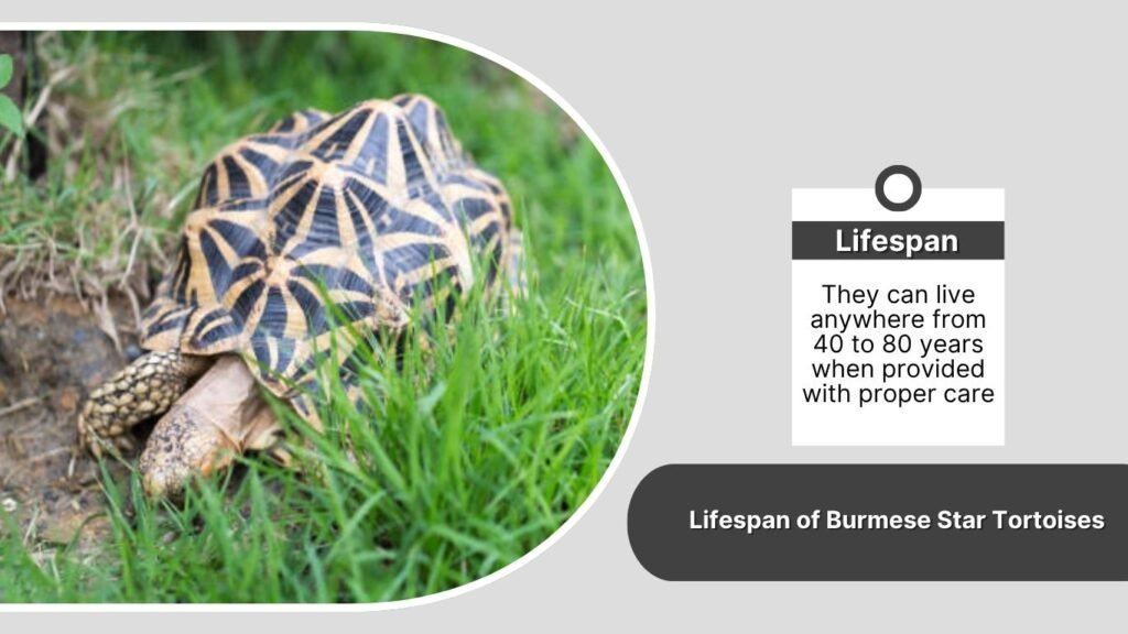 Lifespan of Burmese Star Tortoises