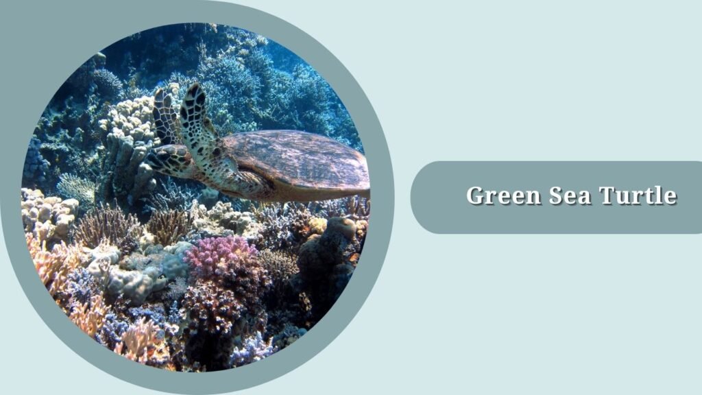 Green Sea Turtle