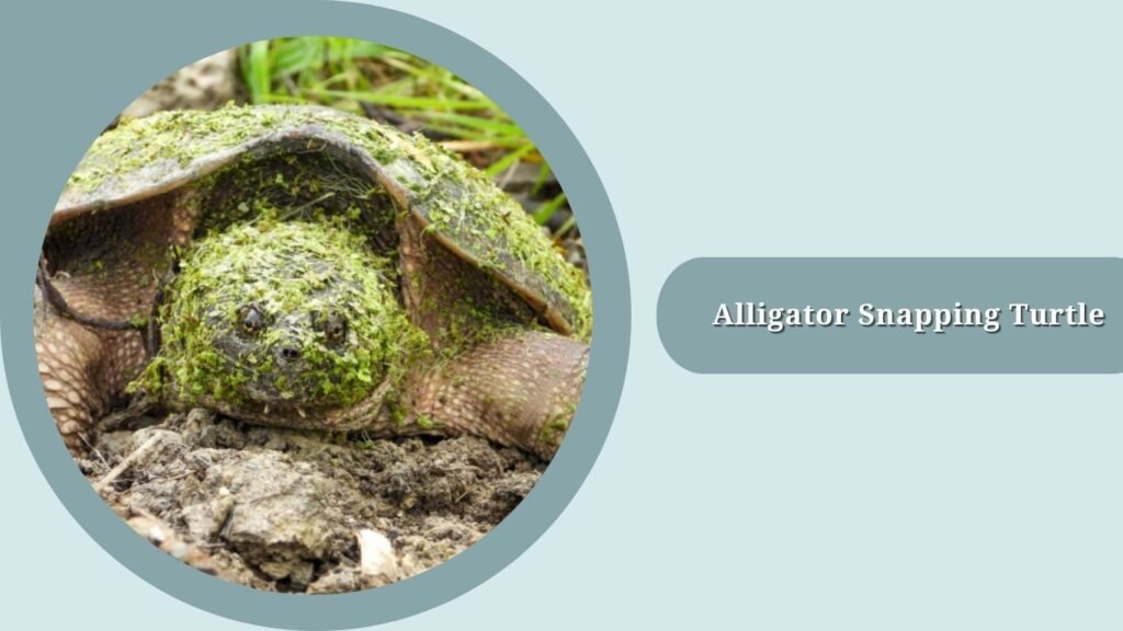 Alligator Snapping Turtle
