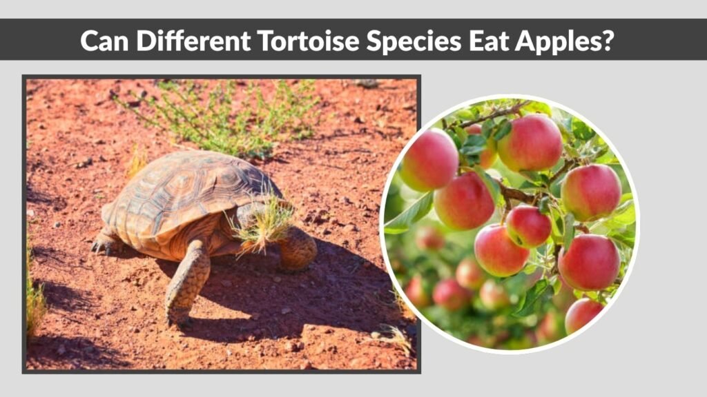 Can Different Tortoise Species Eat Apples?