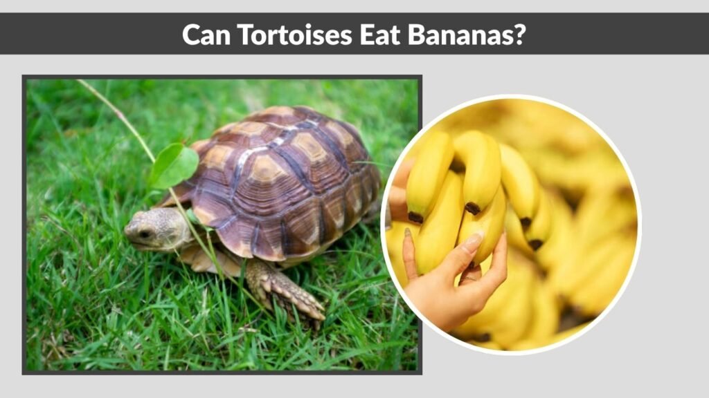 Can Tortoises Eat Bananas?