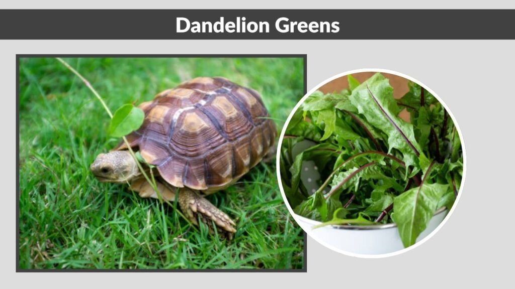 Dandelion Greens