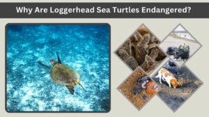 Why Are Hawksbill Sea Turtles Endangered? Causes, Status, and Conservation Efforts