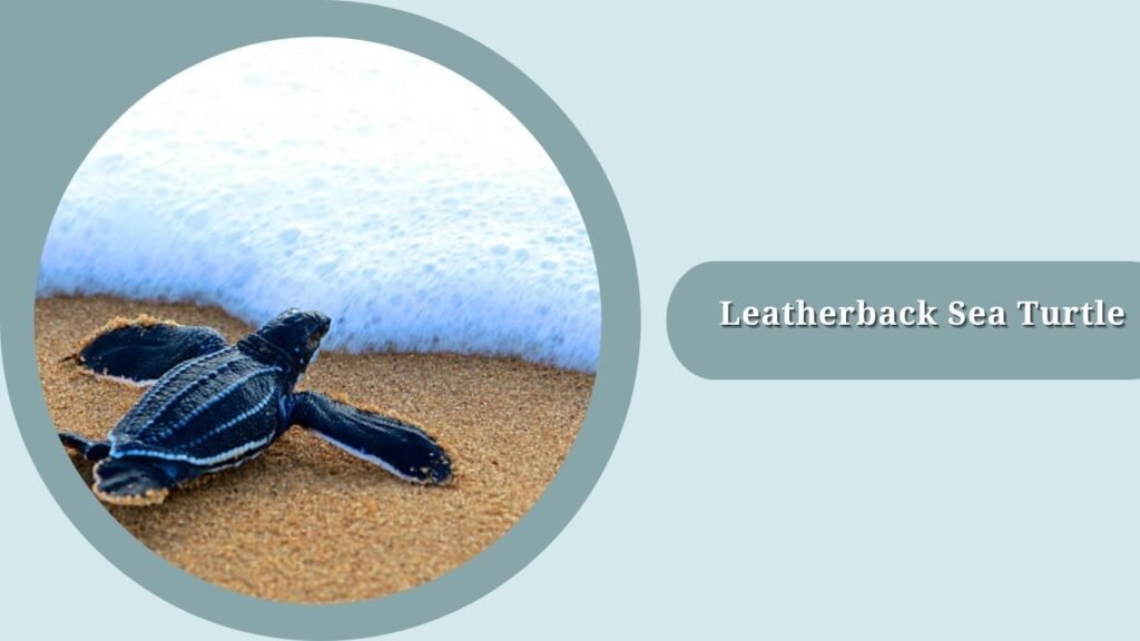 Leatherback Sea Turtle