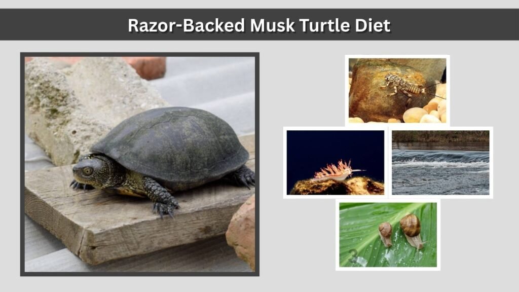 Razor-Backed Musk Turtle Diet