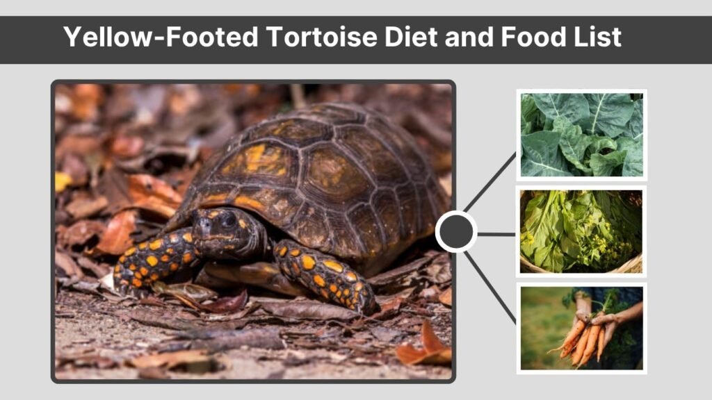 Yellow-Footed Tortoise Diet and Food List
