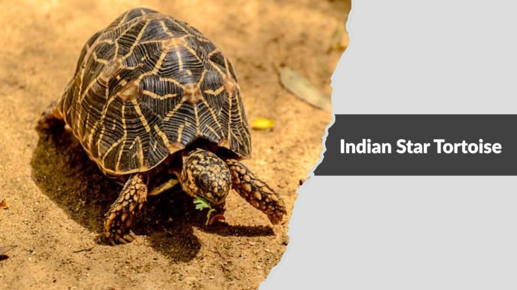  Indian Star Tortoise