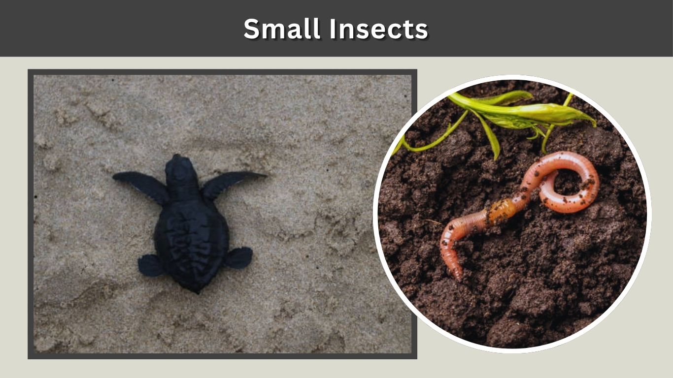 What Do Baby Turtles Eat? 10 Common Safe Foods for Healthy Growth
