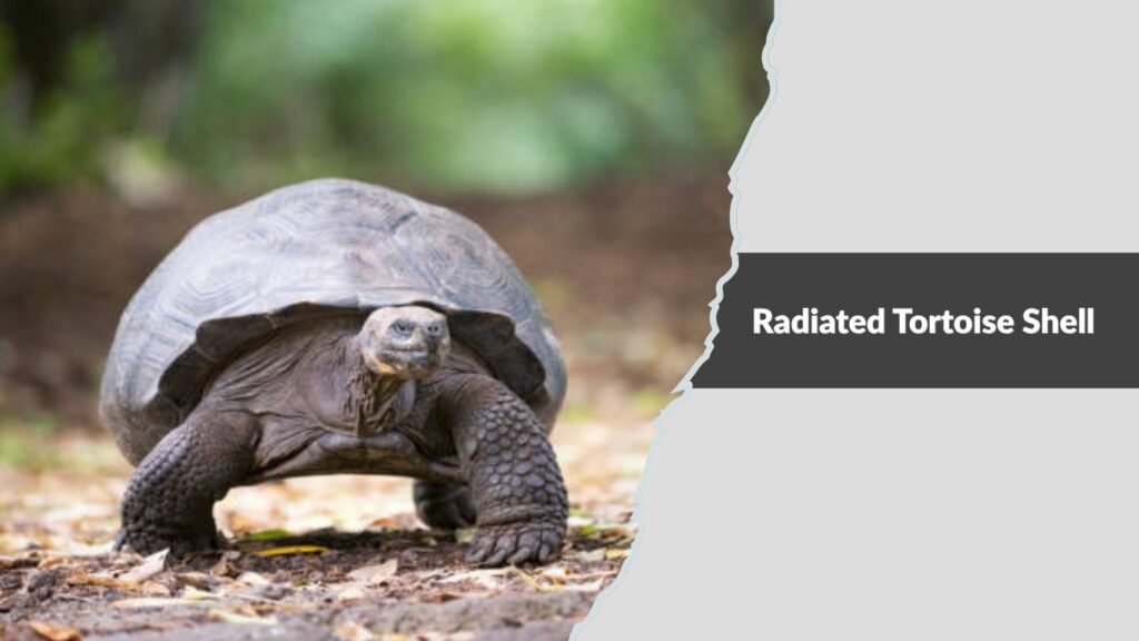 Radiated Tortoise Shell
