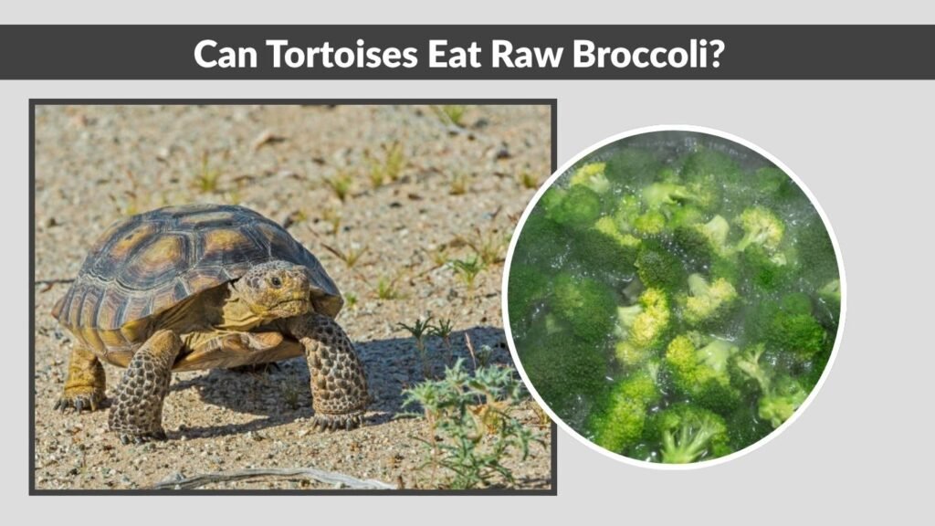 Can Tortoises Eat Raw Broccoli?