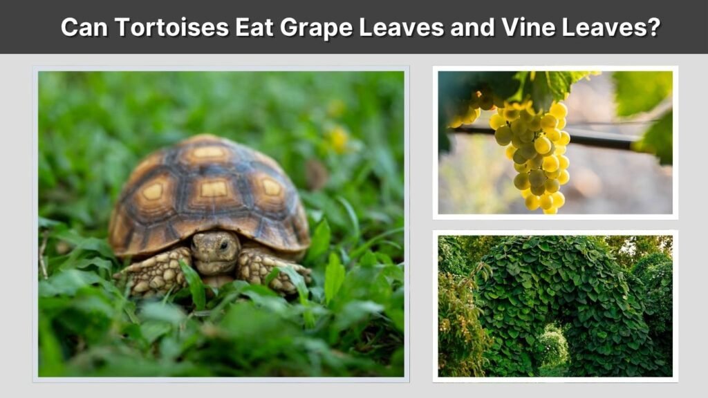 Can Tortoises Eat Grape Leaves and Vine Leaves?