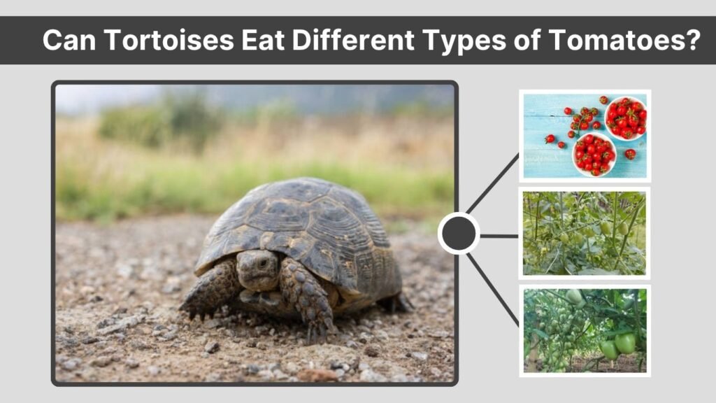 Can Tortoises Eat Different Types of Tomatoes?