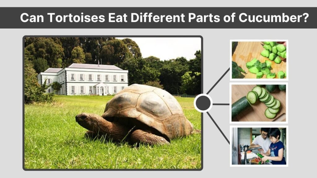 Can Tortoises Eat Different Parts of Cucumber?