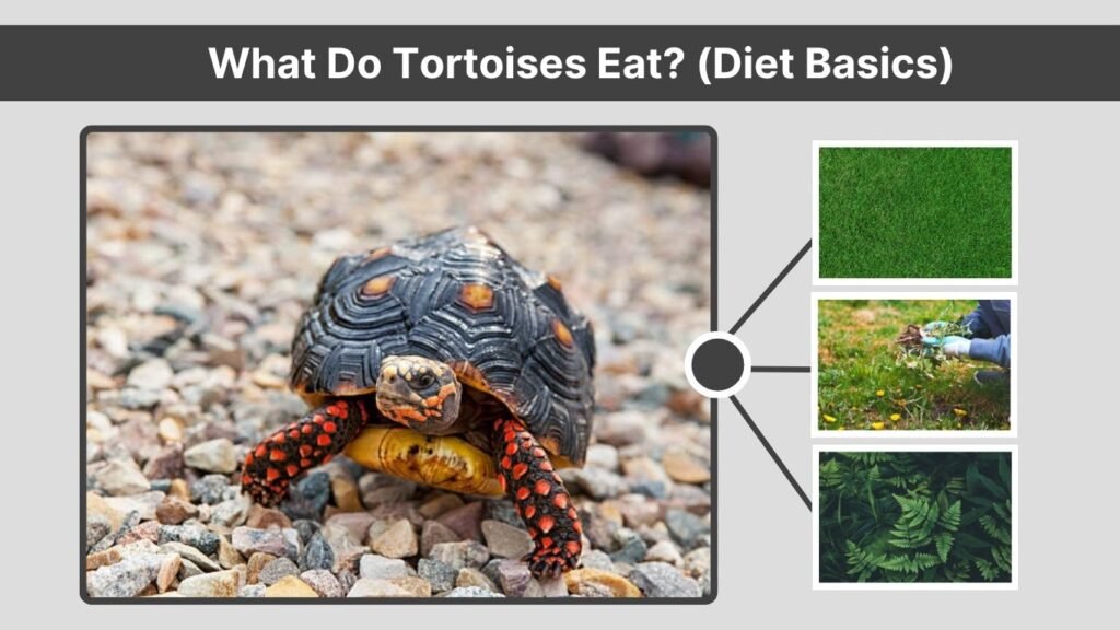 What Do Water Turtles Eat?