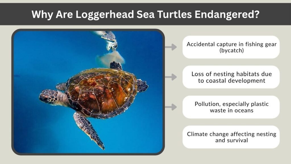 Why Are Loggerhead Sea Turtles Endangered?