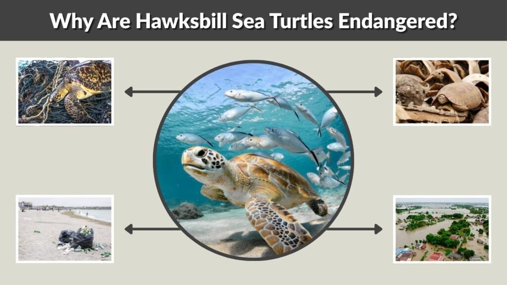 Why Are Hawksbill Sea Turtles Endangered?