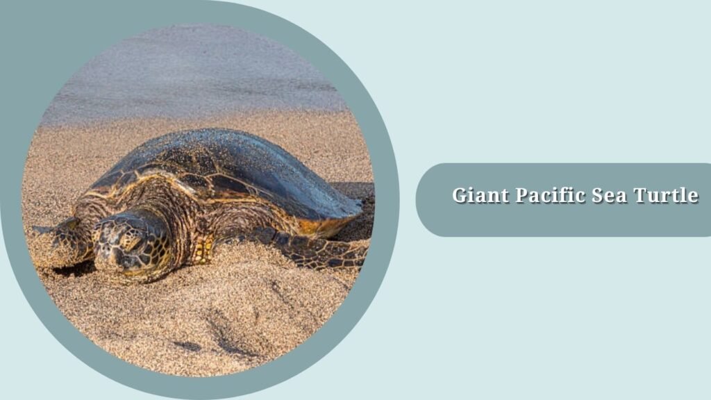 Giant Pacific Sea Turtle