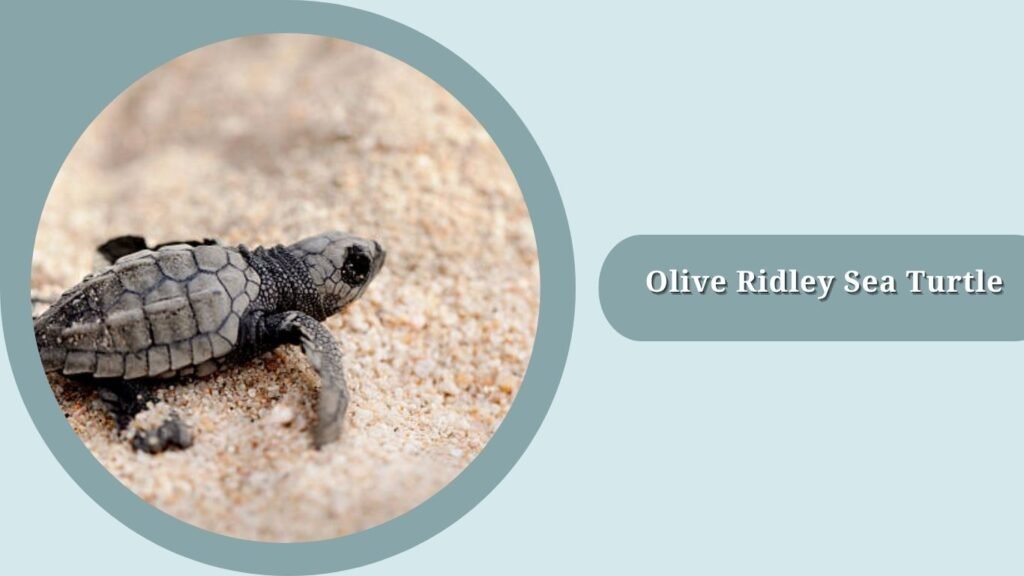 Olive Ridley Sea Turtle