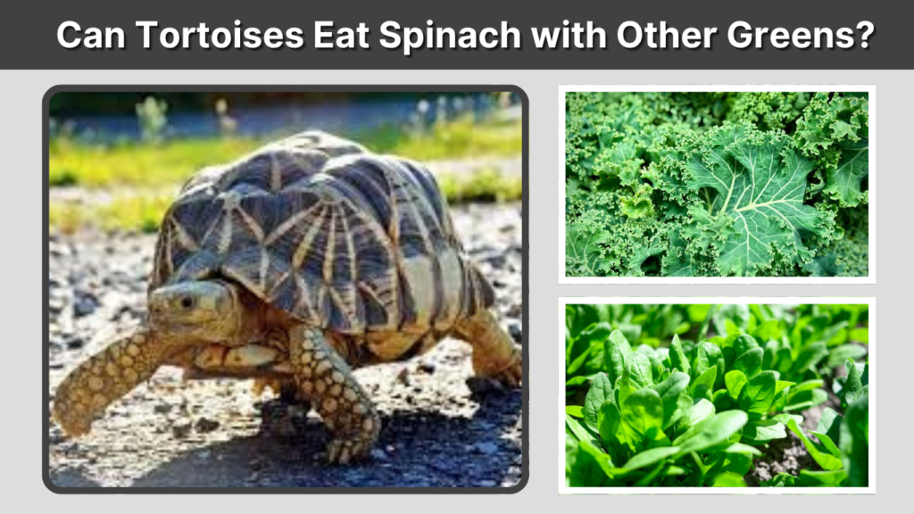 Can Tortoises Eat Spinach with Other Greens?