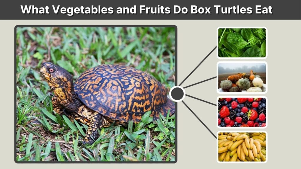What Vegetables and Fruits Do Box Turtles Eat