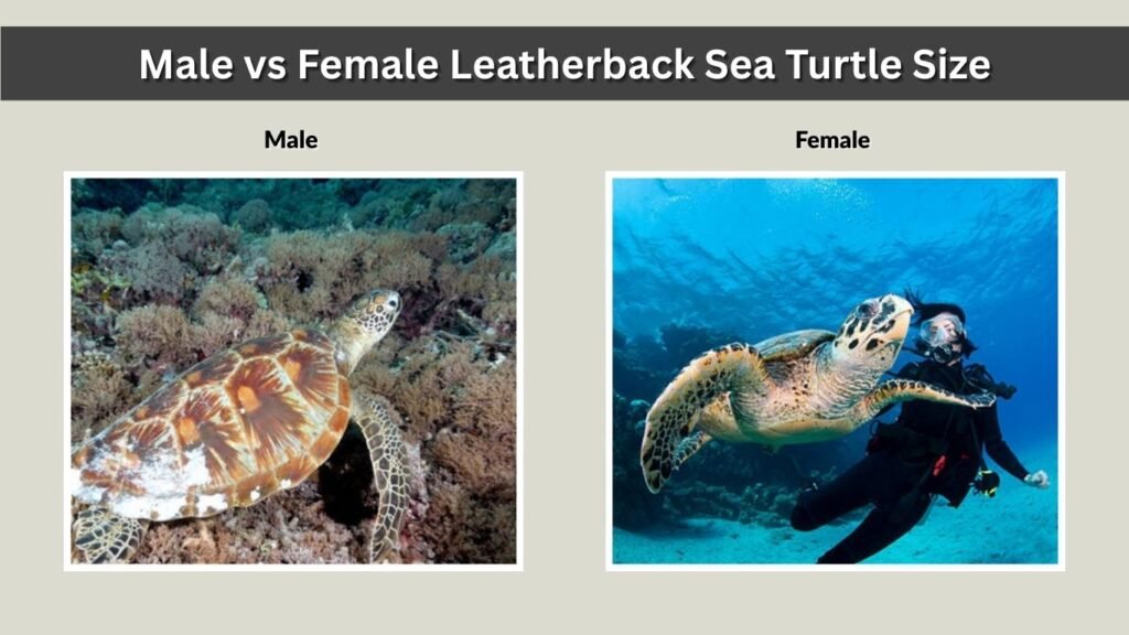 Male vs Female Leatherback Sea Turtle Size