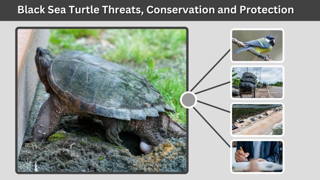 Black Sea Turtle Threats, Conservation, and Protection