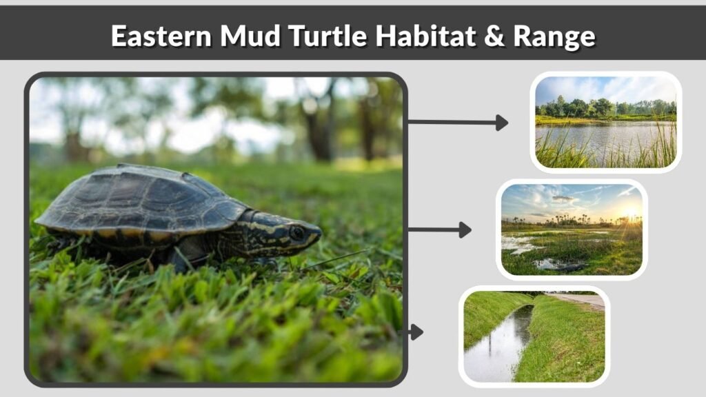 Eastern Mud Turtle Habitat & Range