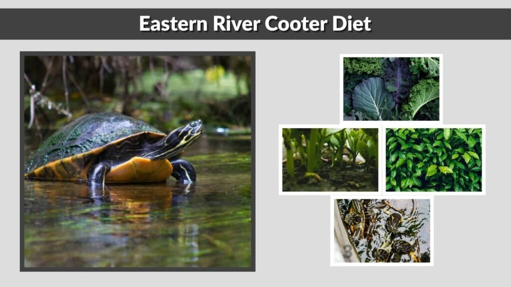 Eastern River Cooter Diet