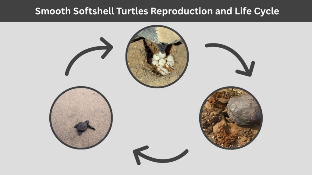 Smooth Softshell Turtles Behavior and Lifestyle