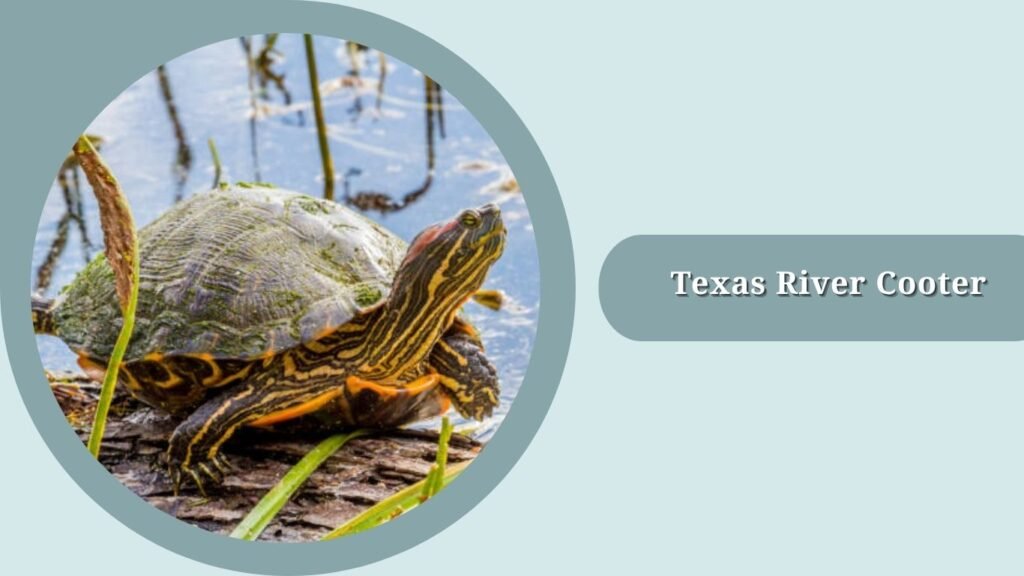 Texas River Cooter