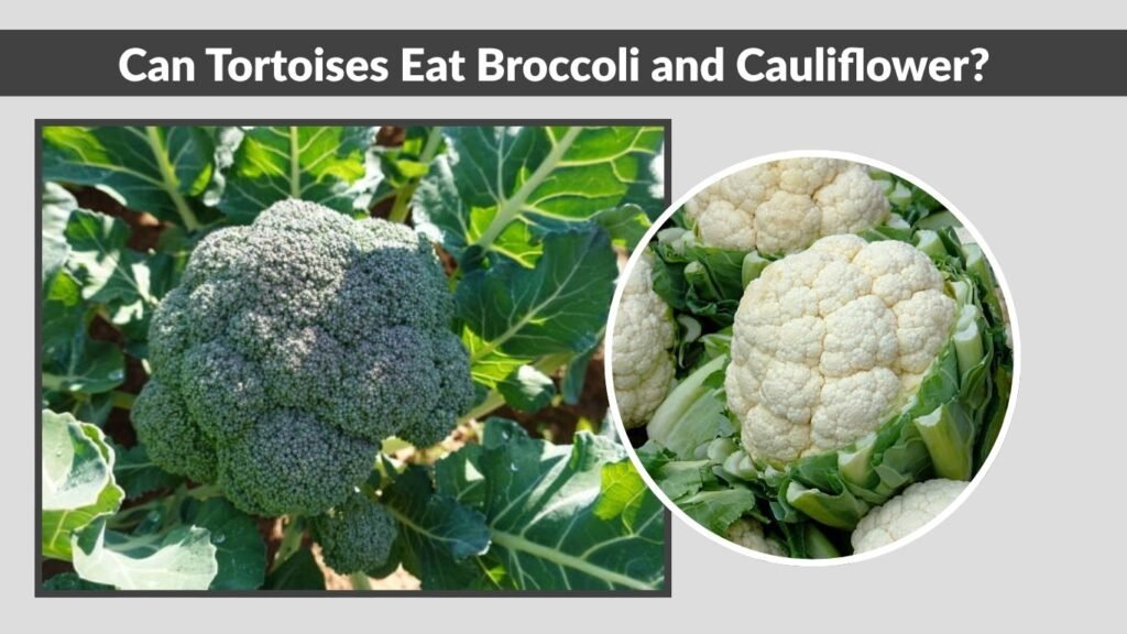 Can Tortoises Eat Broccoli and Cauliflower?
