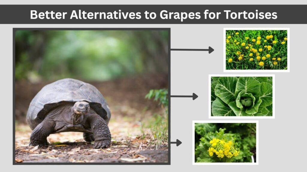 Better Alternatives to Grapes for Tortoises