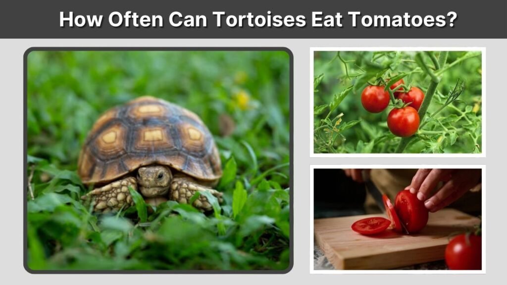 How Often Can Tortoises Eat Tomatoes?