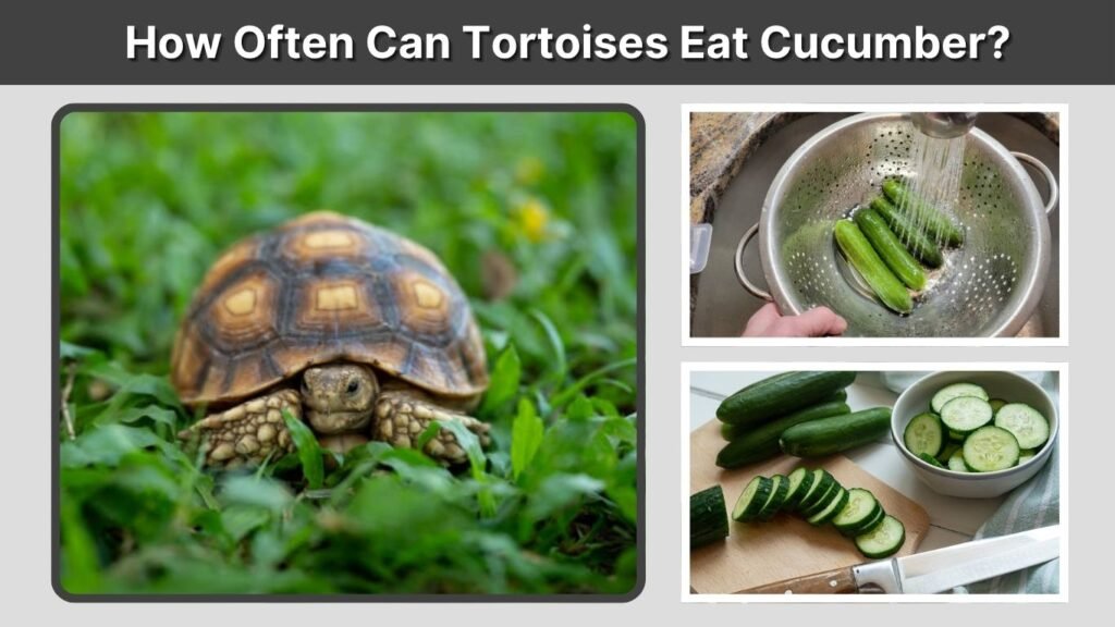 How Often Can Tortoises Eat Cucumber?